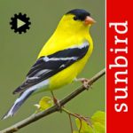 Bird Song Id USA Automatic Recognition Birds Songs