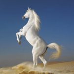 Dream Horses – Art Gallery: Breeds & Types, Racetrack & Tournaments, Photos & Paintings
